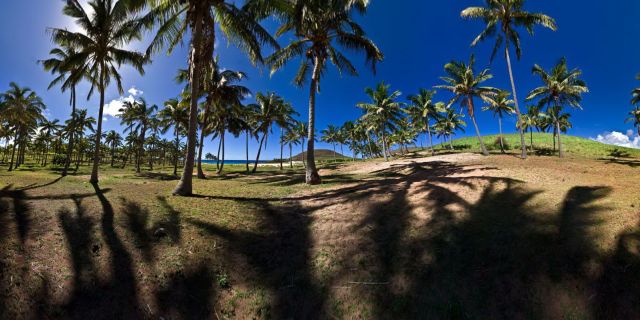 Probably the only palmtrees of Rapa Nui !!....
