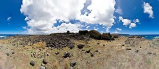 One Makihi (Seen from Back)